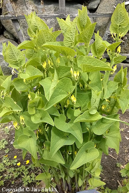 Aristolochia clematitis, piippuruoho
